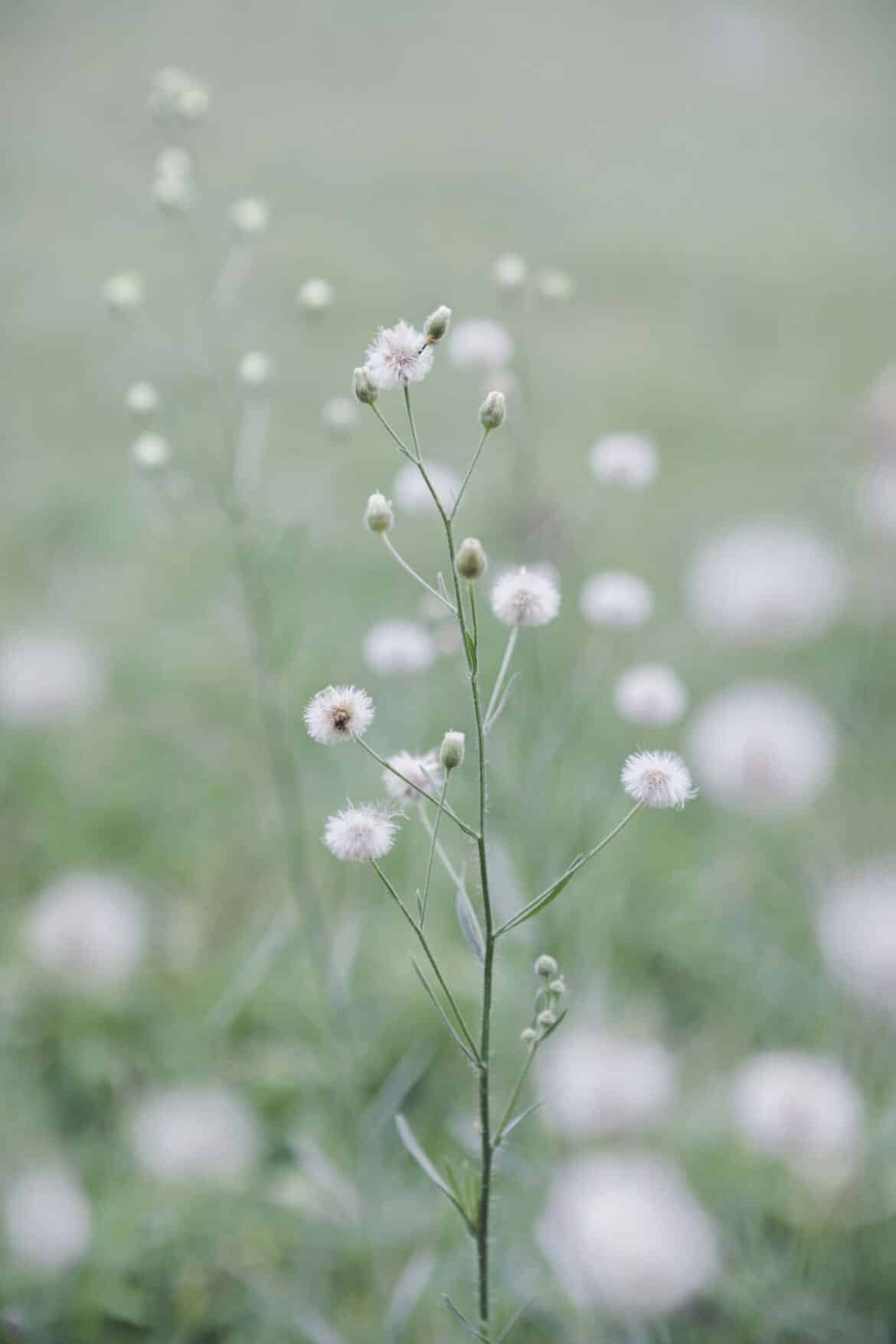 a bunch of flowers that are in the grass