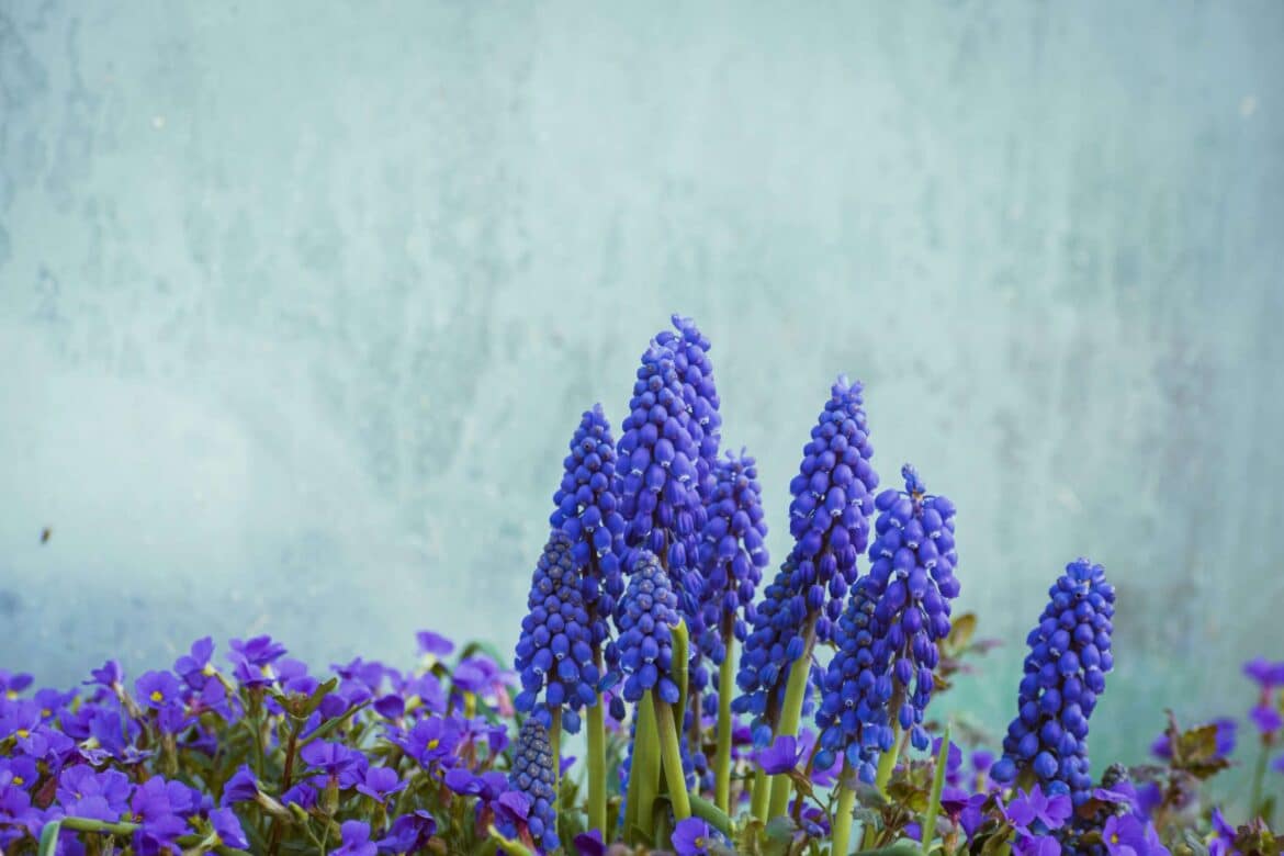 a bunch of purple a bunch of purple flowers in front of a wall