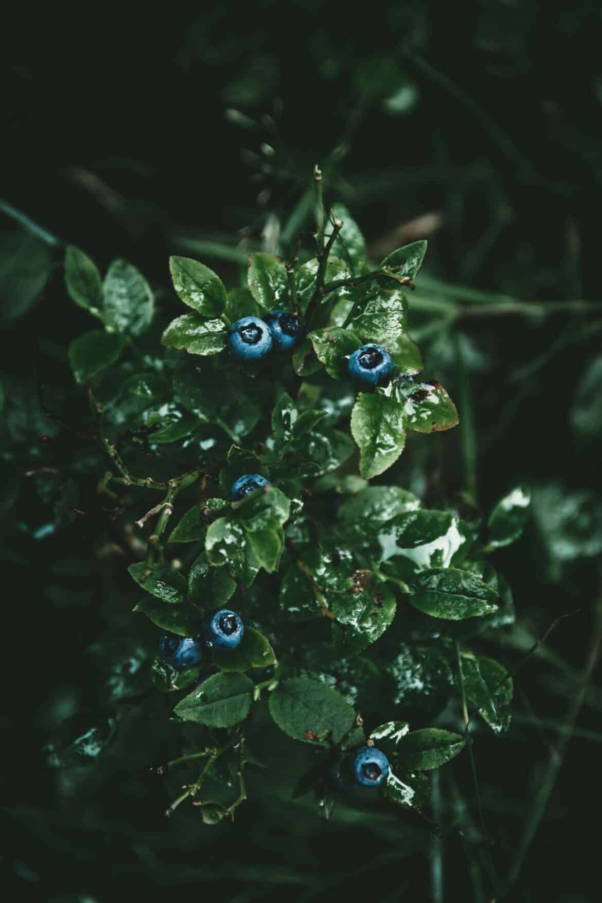 top view photo of top view photo of green leaf plant in forest