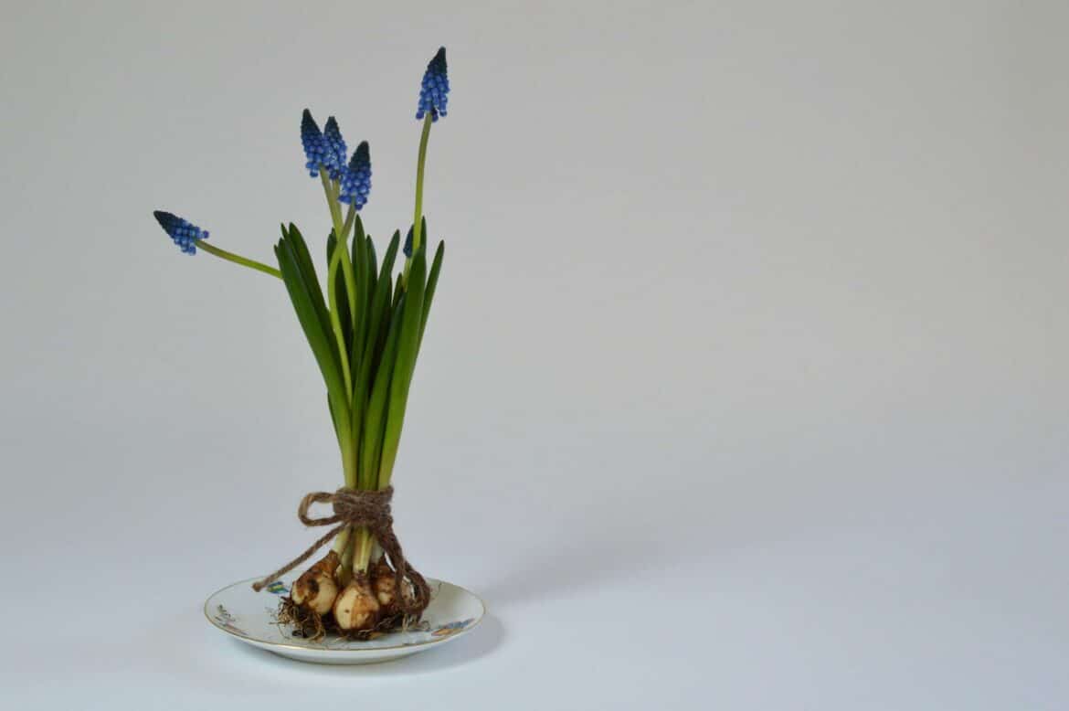 blue flowers in clear glass vase