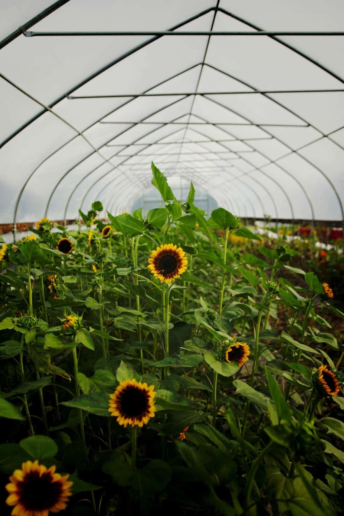 sunflowers growing in a greenhouse in a rural area