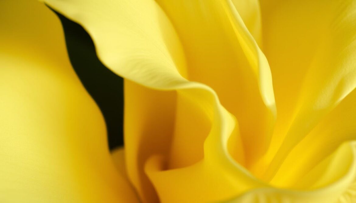 gardenia leaves turning yellow