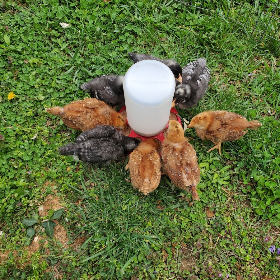 image-118 Photo "using chicken poop as fertilizer"