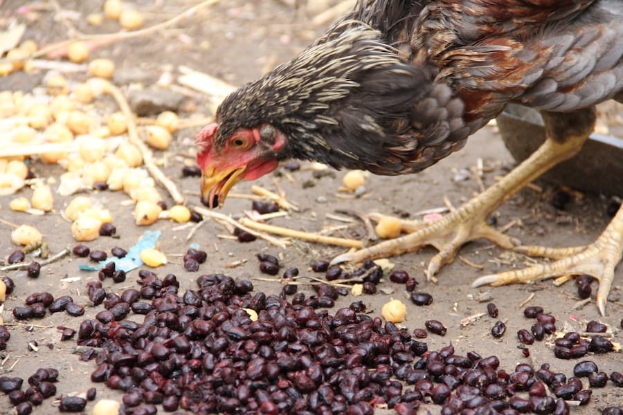 image-128 Photo "how to make chicken manure fertilizer"