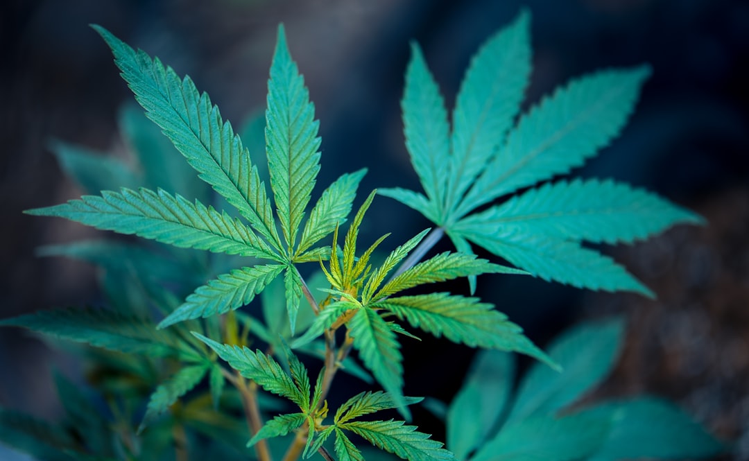 How Long Does Weed Killer Last In The Soil