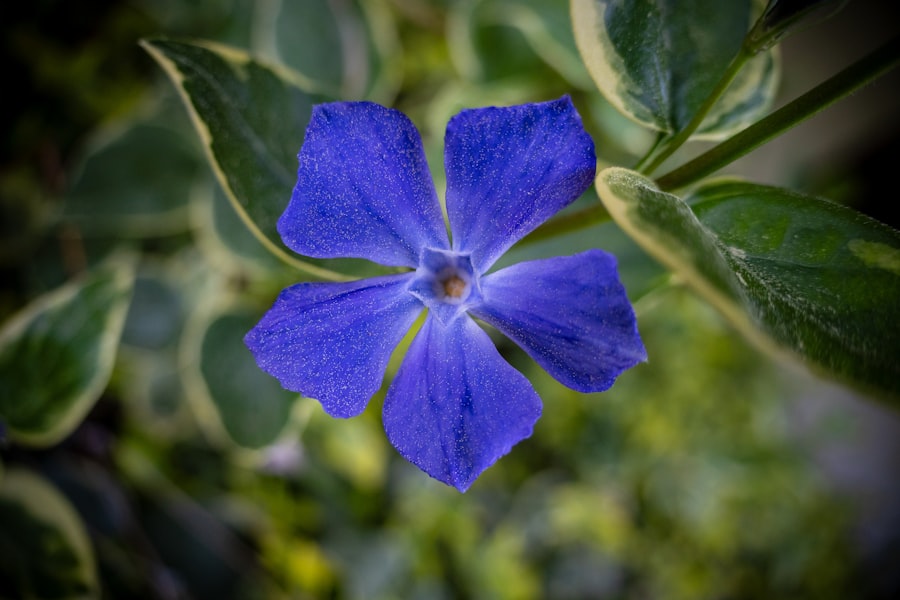 Vibrant blooms