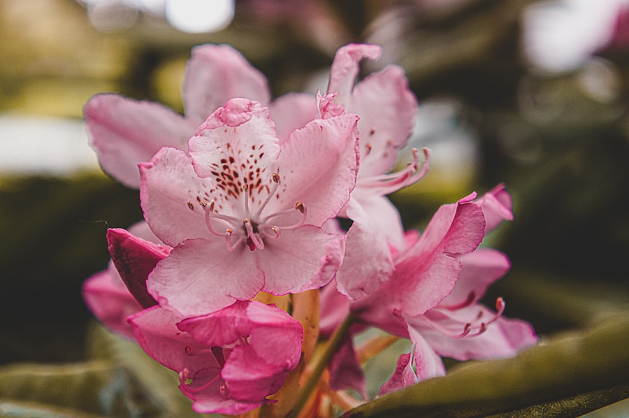 Colorful blooms