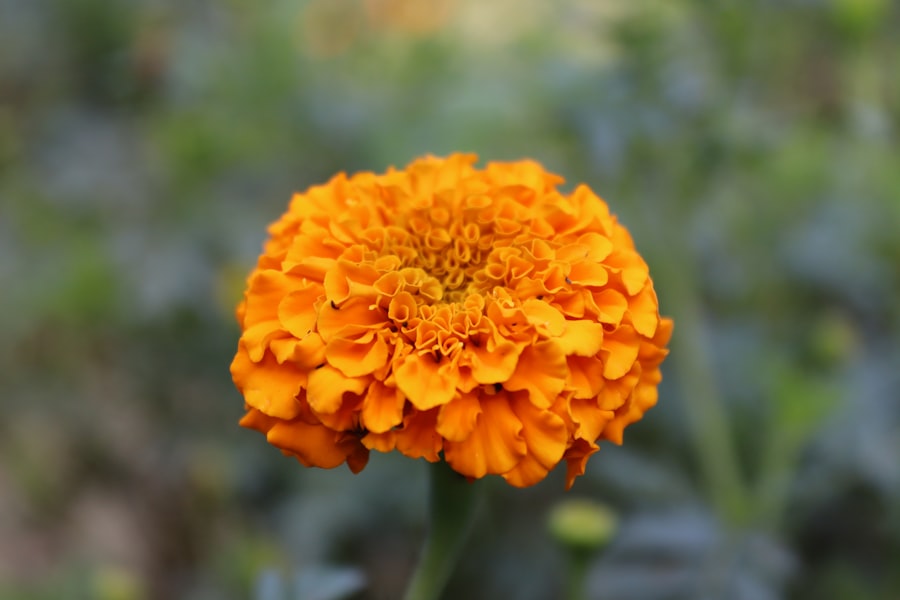Marigolds