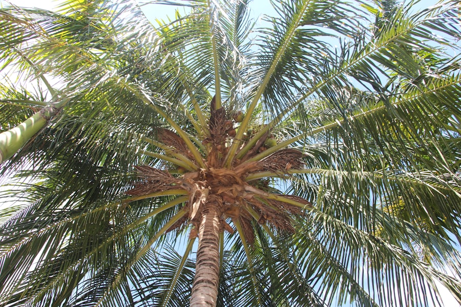 Royal Palm
