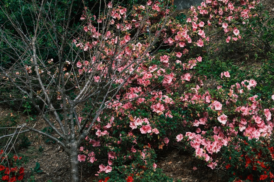 Blooming rhododendrons