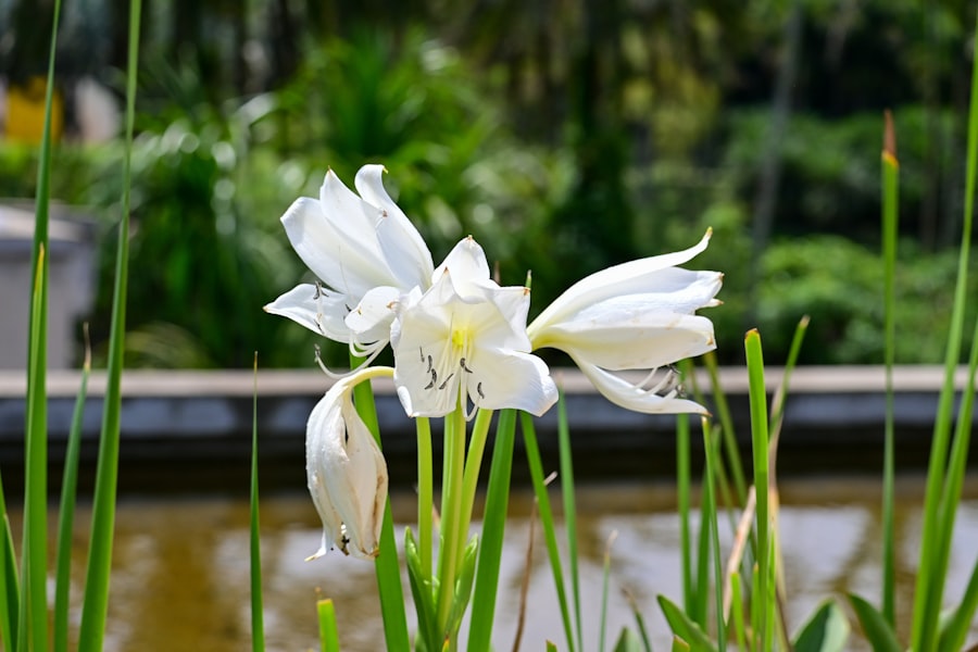 Blooming lilies