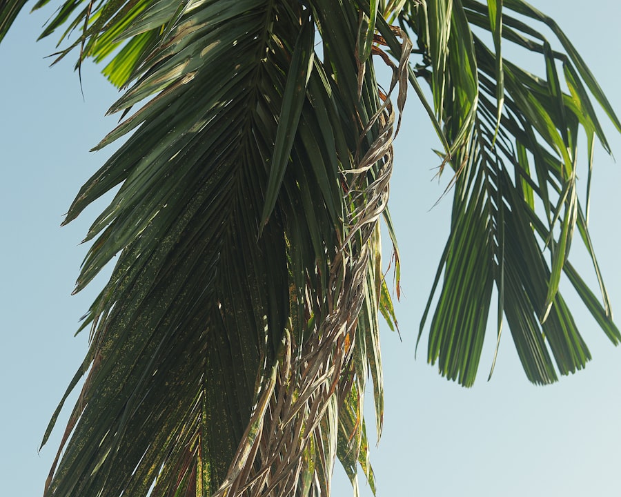 Royal Palm