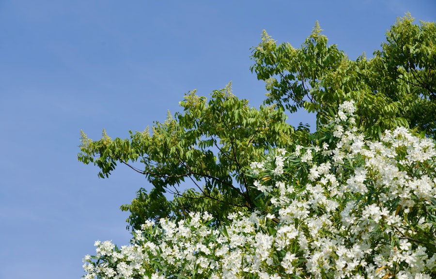 White Wisteria