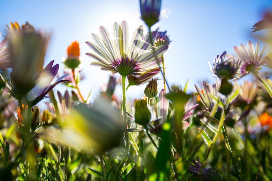 Wildflowers