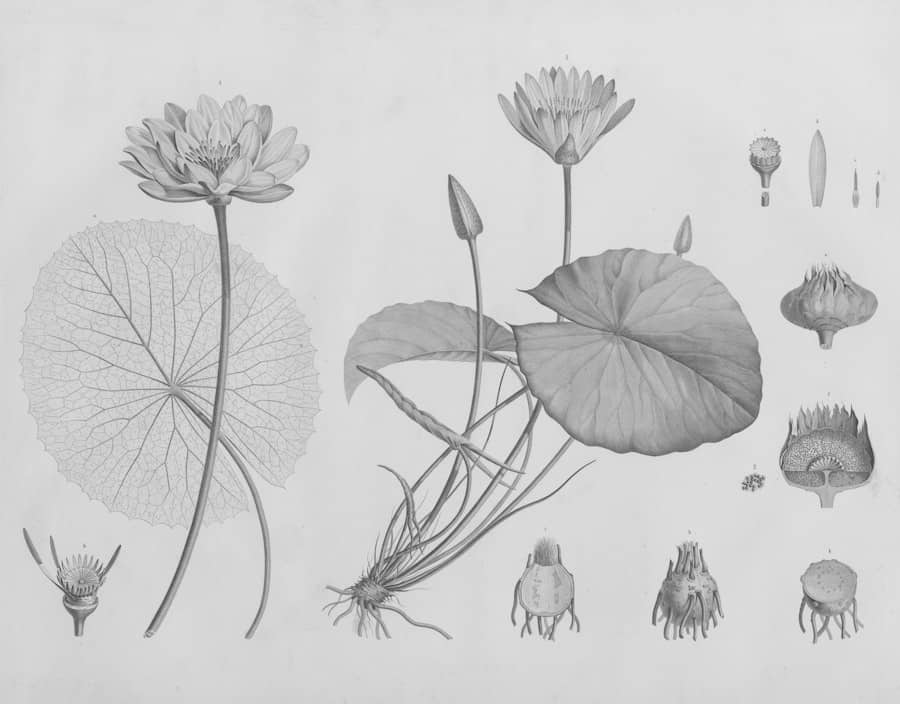 Botanical illustration