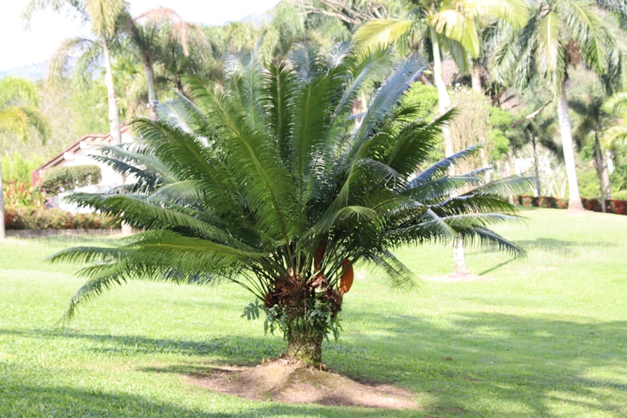 Photo Royal Palm