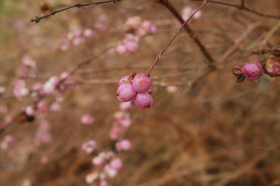 Photo Fruit blossoms