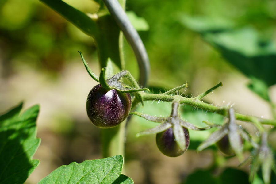 Photo Tomato plants