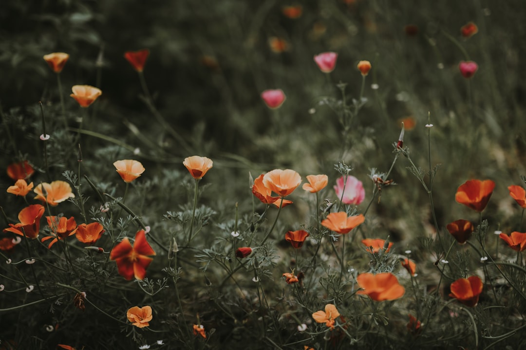 Embracing the Beauty of Flowering Weeds