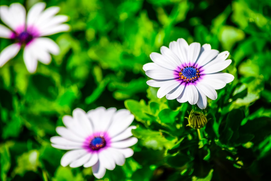 Photo Blooming garden