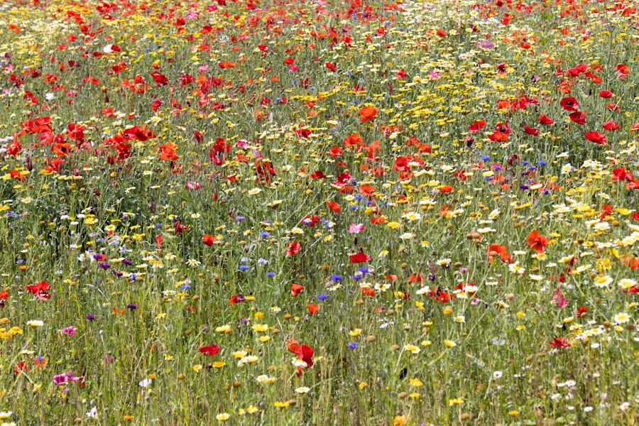 Photo Wildflowers