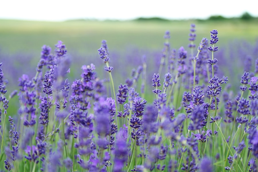 Photo Lavender field