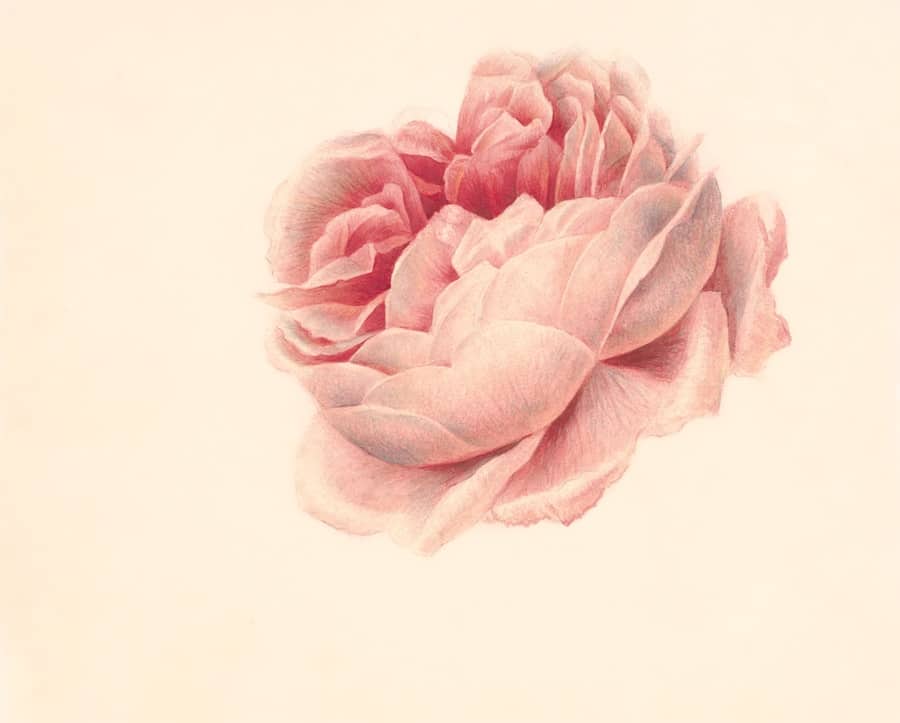 Photo Botanical illustration