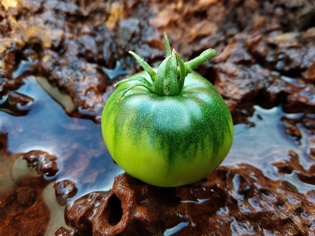 Growing Your Own Tomatillos: Planting Tomatillo Seeds