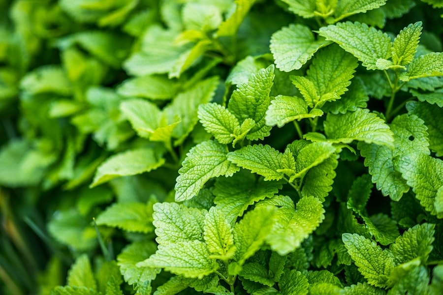 Photo Mint leaves