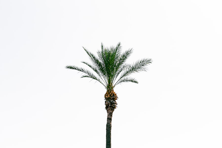Photo Royal Palm