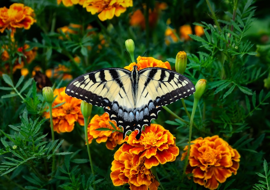 Photo Marigolds
