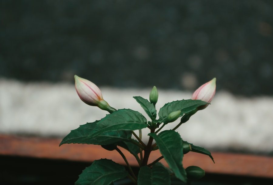 Photo Blooming tillandsia