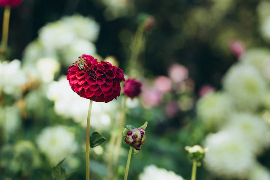 Photo Blooming dahlia