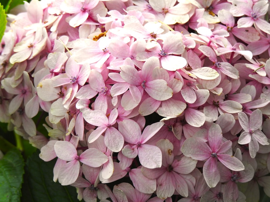 Photo Vibrant blooms