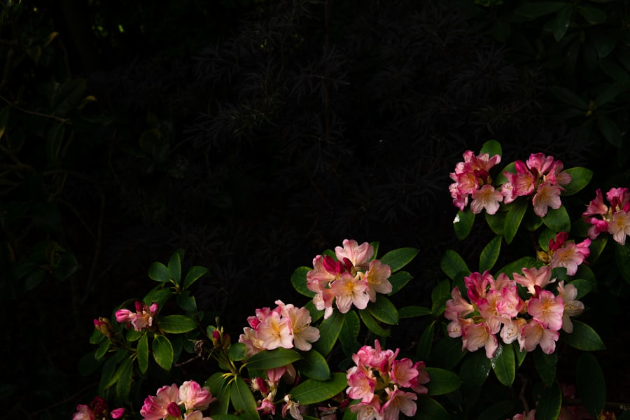 Photo Blooming rhododendrons