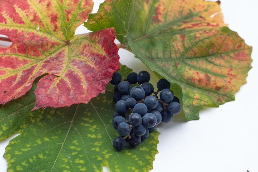 Photo Grape clusters