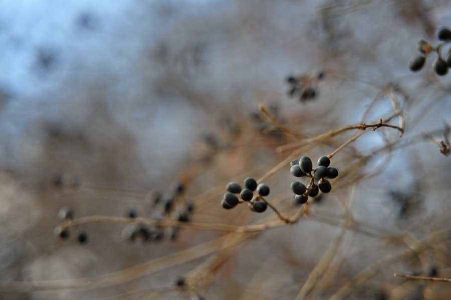 Photo Comfrey seeds