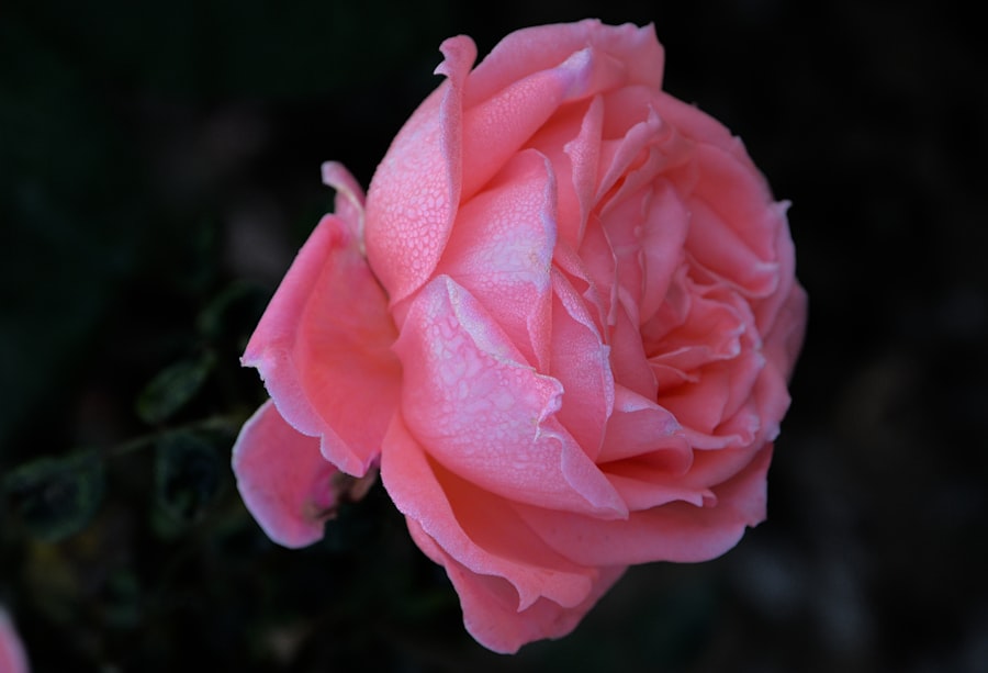 Photo Peach roses