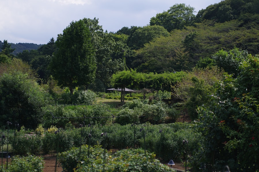 Photo Greenhouse vineyard
