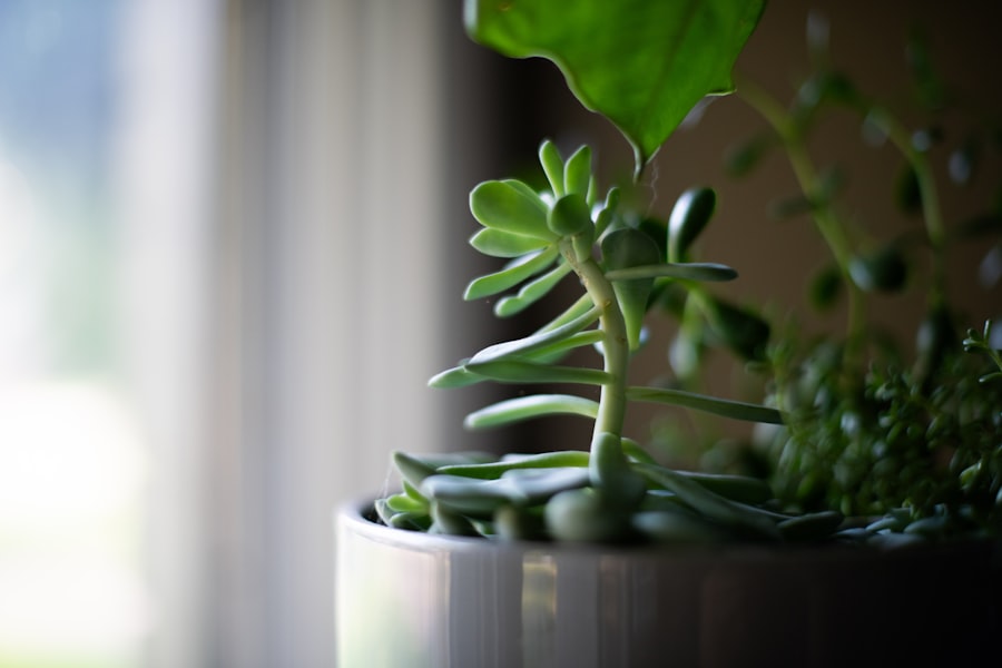 Photo Succulent plant