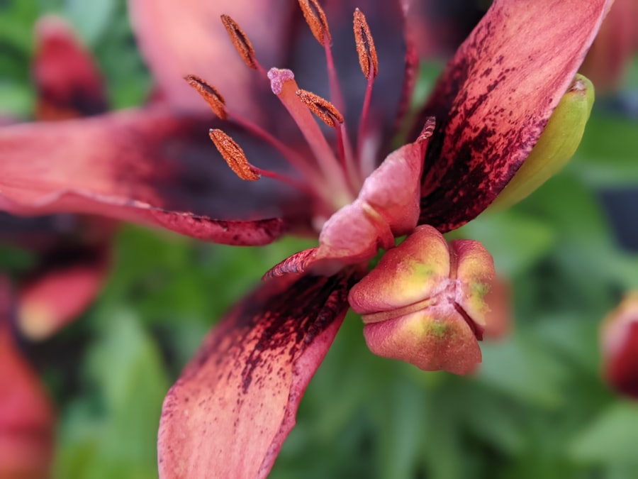 Photo Blooming lilies