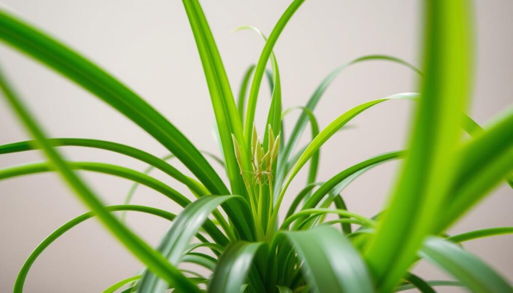 aftercare spider plant