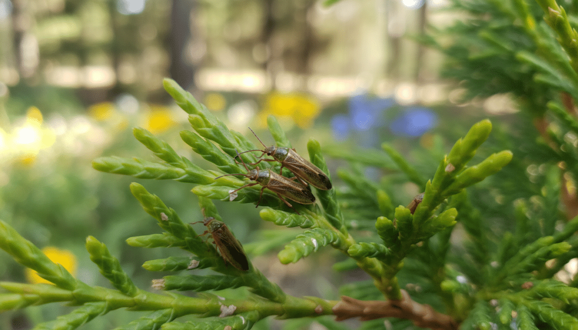 arborvitae bugs